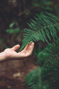 Midsection of person touching leaves