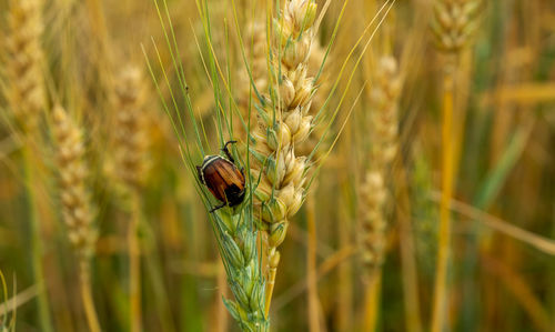 Close-up of ladybug on plant