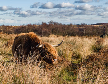 Cow on field against sky