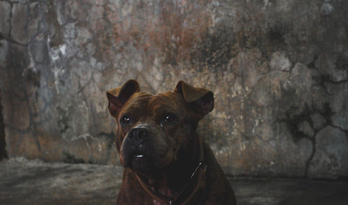 Close-up of american pit bull terrier against wall