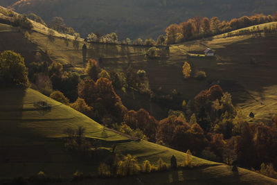 High angle view of trees on landscape