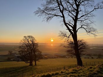 Bare tree on field against sky during sunset