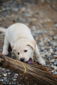 Close-up of a dog