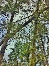 Low angle view of trees in forest