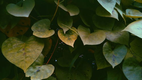 Full frame shot of leaves floating on water