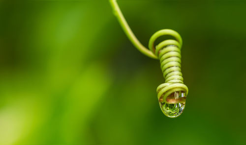 Close-up of water drop on leaf