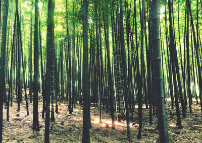 View of bamboo trees in forest