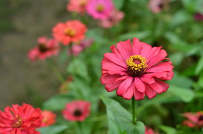 Close-up of pink cosmos flowers