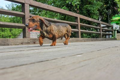 Dog standing on footpath