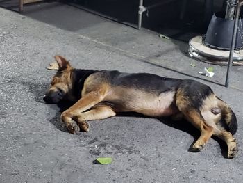 High angle view of dog sleeping on street