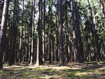 Trees in forest