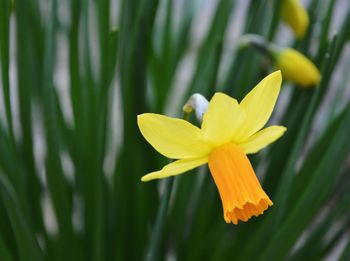 Close-up of yellow flower