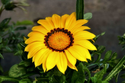 Close-up of yellow flower blooming outdoors