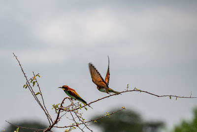 Low angle view of bird perching on branch against sky