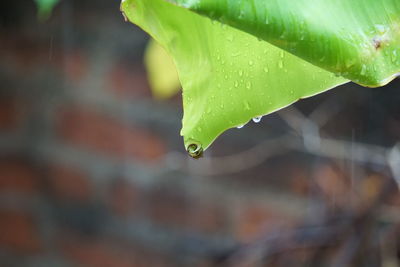 Close-up of leaves