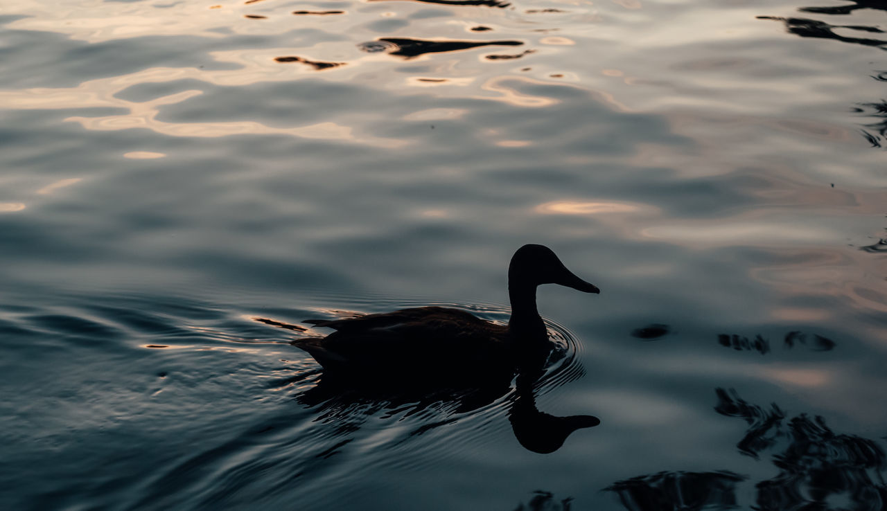 HIGH ANGLE VIEW OF BIRD SWIMMING IN LAKE