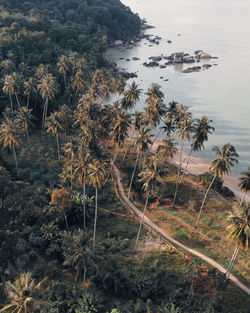 High angle view of trees by sea