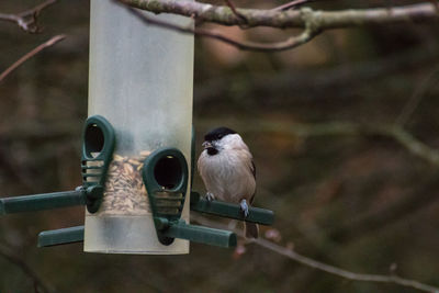 Close-up of birds perching on metal