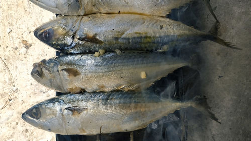 High angle view of fish for sale
