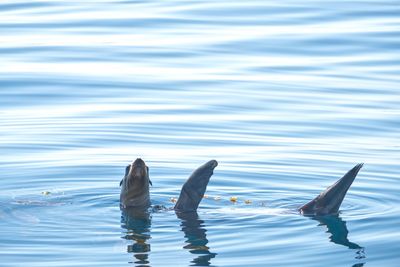 Ducks swimming on lake