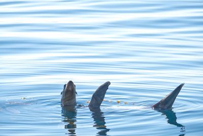 Seal swimming on sea