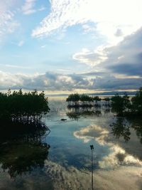 Reflection of trees in water