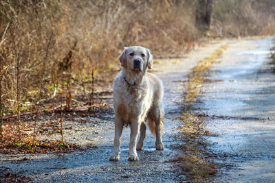 Portrait of dog standing on road