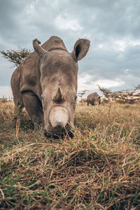 View of an animal on field