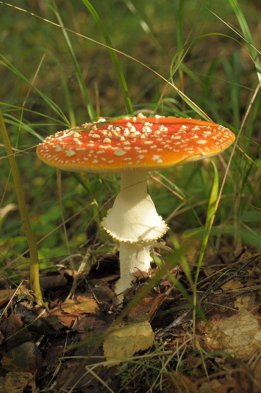 CLOSE-UP OF MUSHROOM ON FIELD