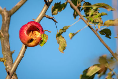 Low angle view of fruits on tree against blue sky