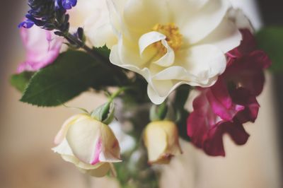 Close-up of white flowers