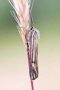 Close-up of insect on plant