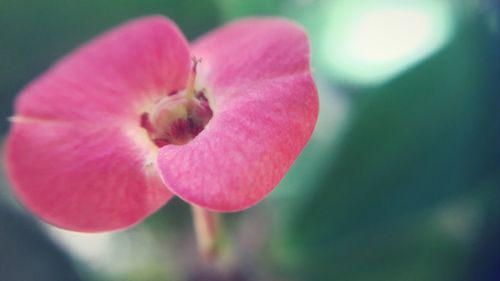 Close-up of pink flower blooming outdoors