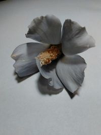 Close-up of flower against blurred background