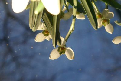 Close-up of white flowering plant