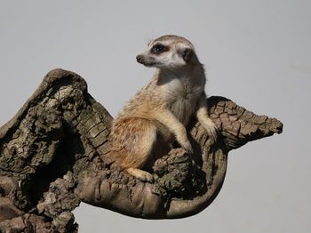 Low angle view of animal sitting on rock against clear sky