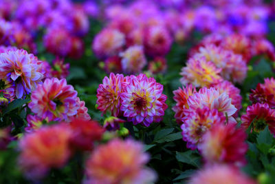 Close-up of pink flowering plants