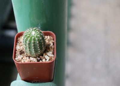 Cactus in an orange pot