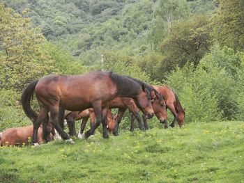 Horse grazing on field