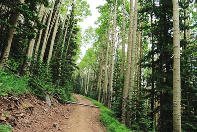 Trail amidst trees in forest