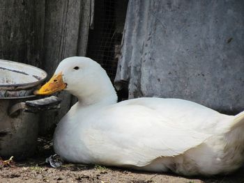 Close-up of a duck