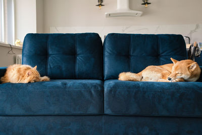 Red cat and red dog shiba inu sleeping on blue couch in scandinavian style living room