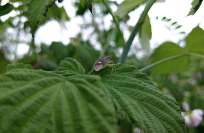 Detail shot of bug on leaf