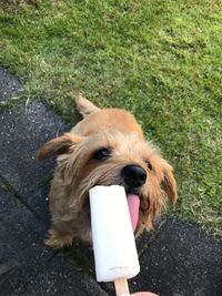 Portrait of dog sticking out tongue