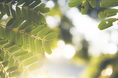 Close-up of fresh green leaves