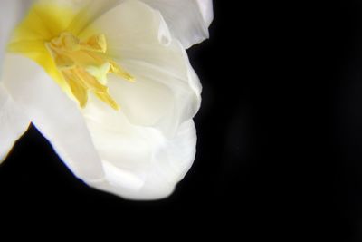 Close-up of white flower against black background