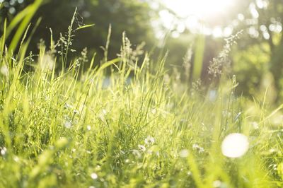 Close-up of grass growing on grassy field