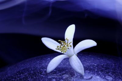 Close-up of white flowering plant