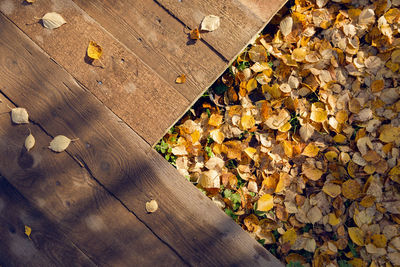 Yellow autumn birch leaves lying on the ground next to the wooden flooring