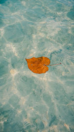 High angle view of leaf floating on water